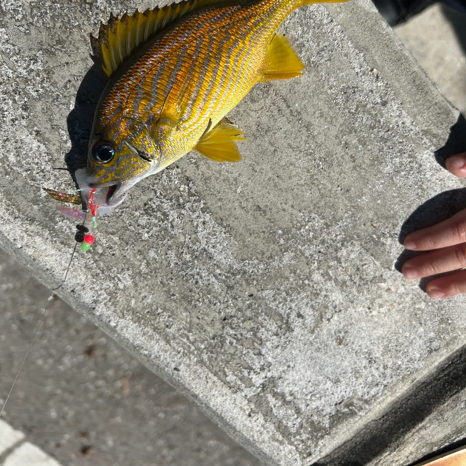 The most recent French grunt catches on Fishbrain