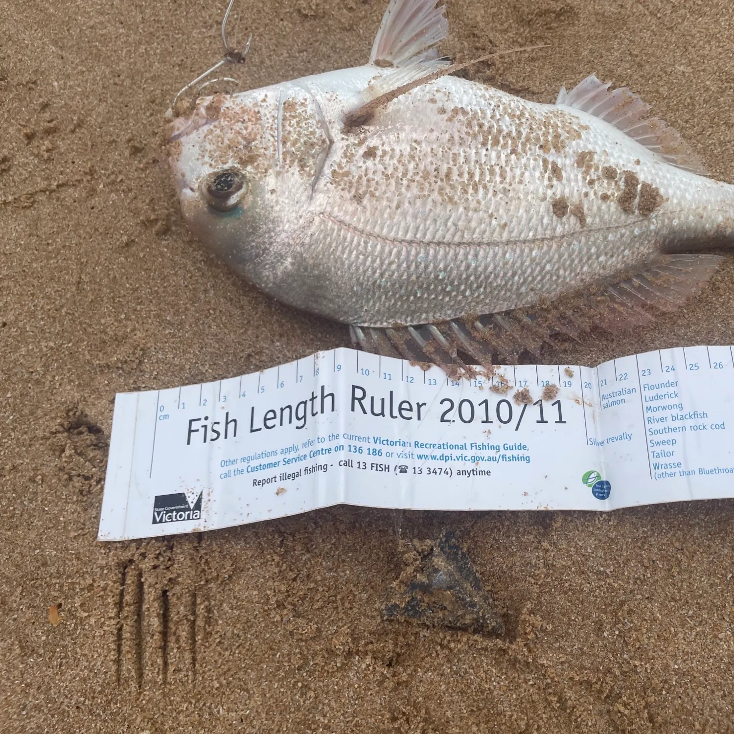 recently logged catches