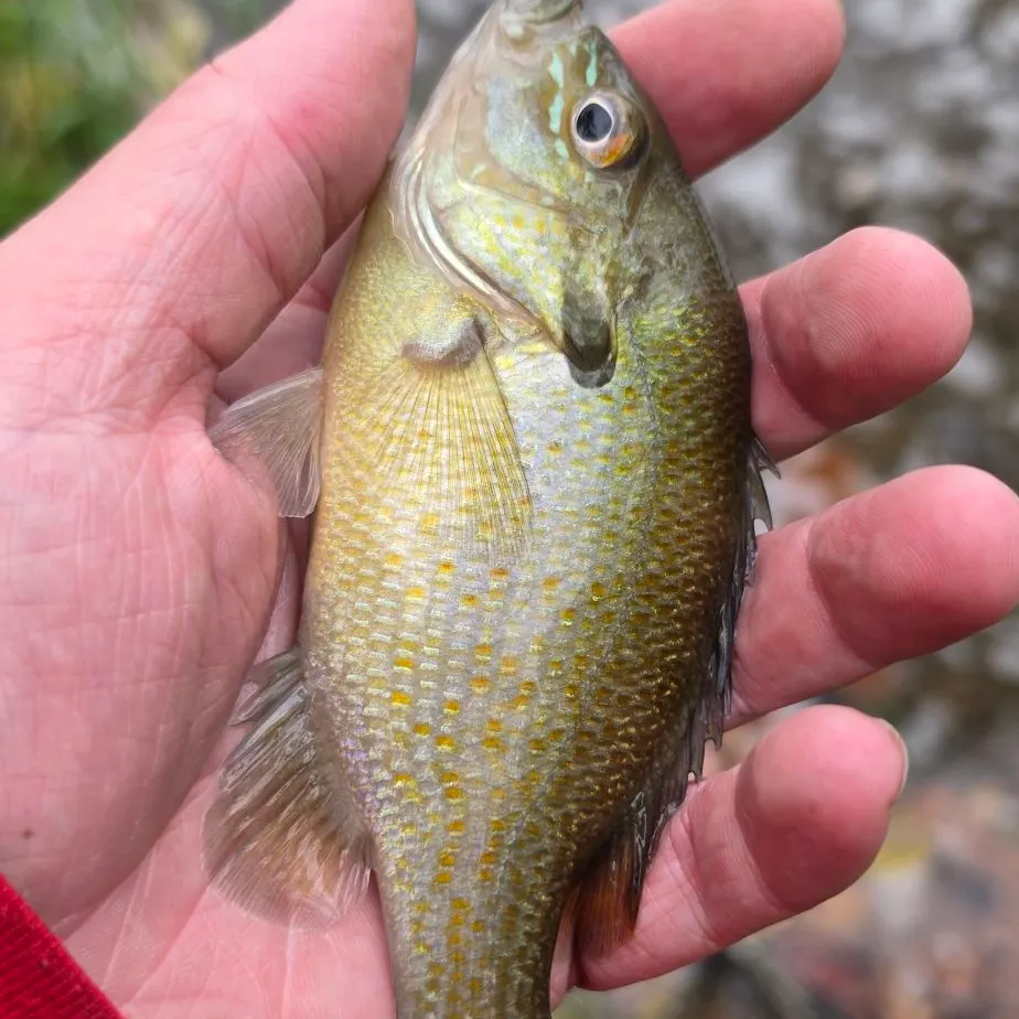 Redbreast sunfish caught on Fishbrain