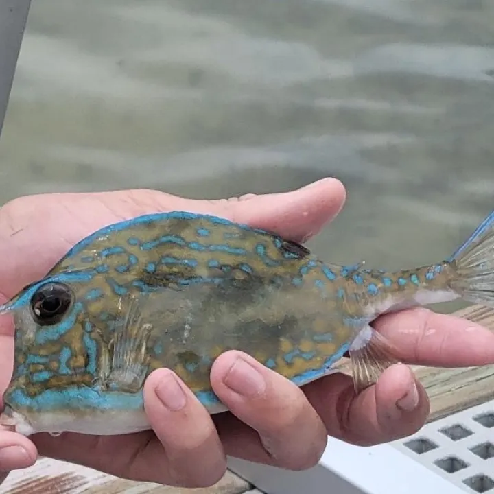 The most popular recent Shortnose boxfish catch on Fishbrain