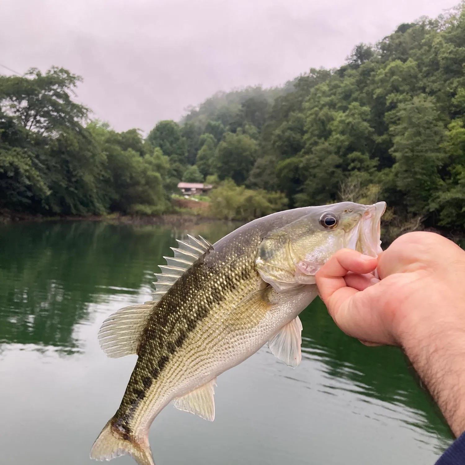 Spotted bass caught on Fishbrain