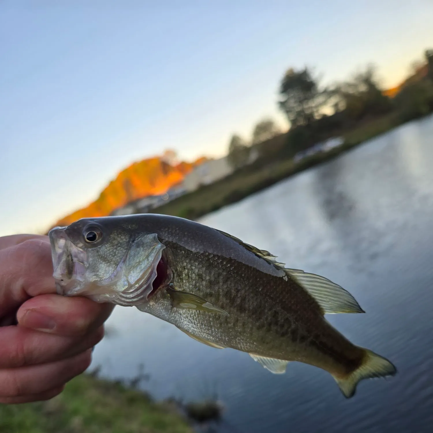 Spotted bass caught on Fishbrain