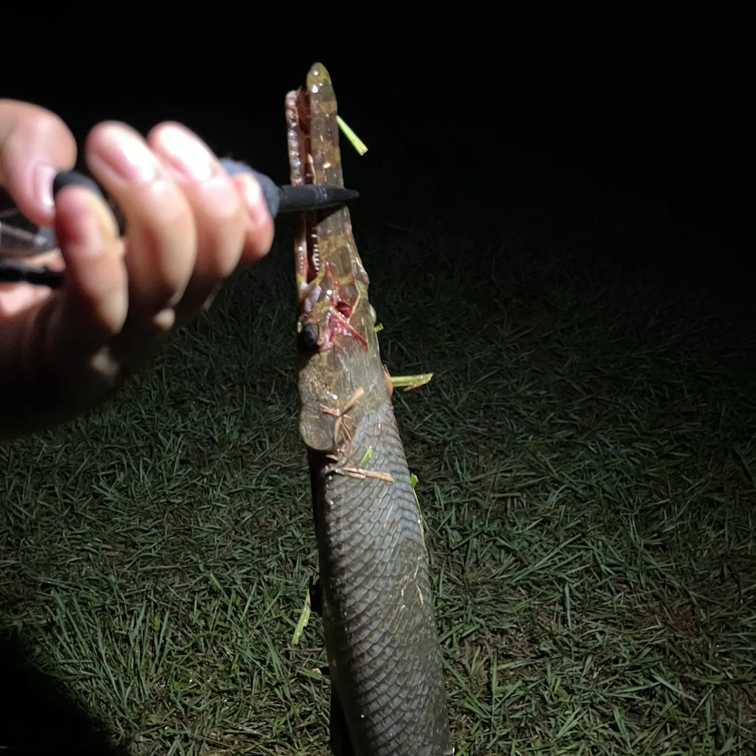 The most recent Spotted gar catches on Fishbrain