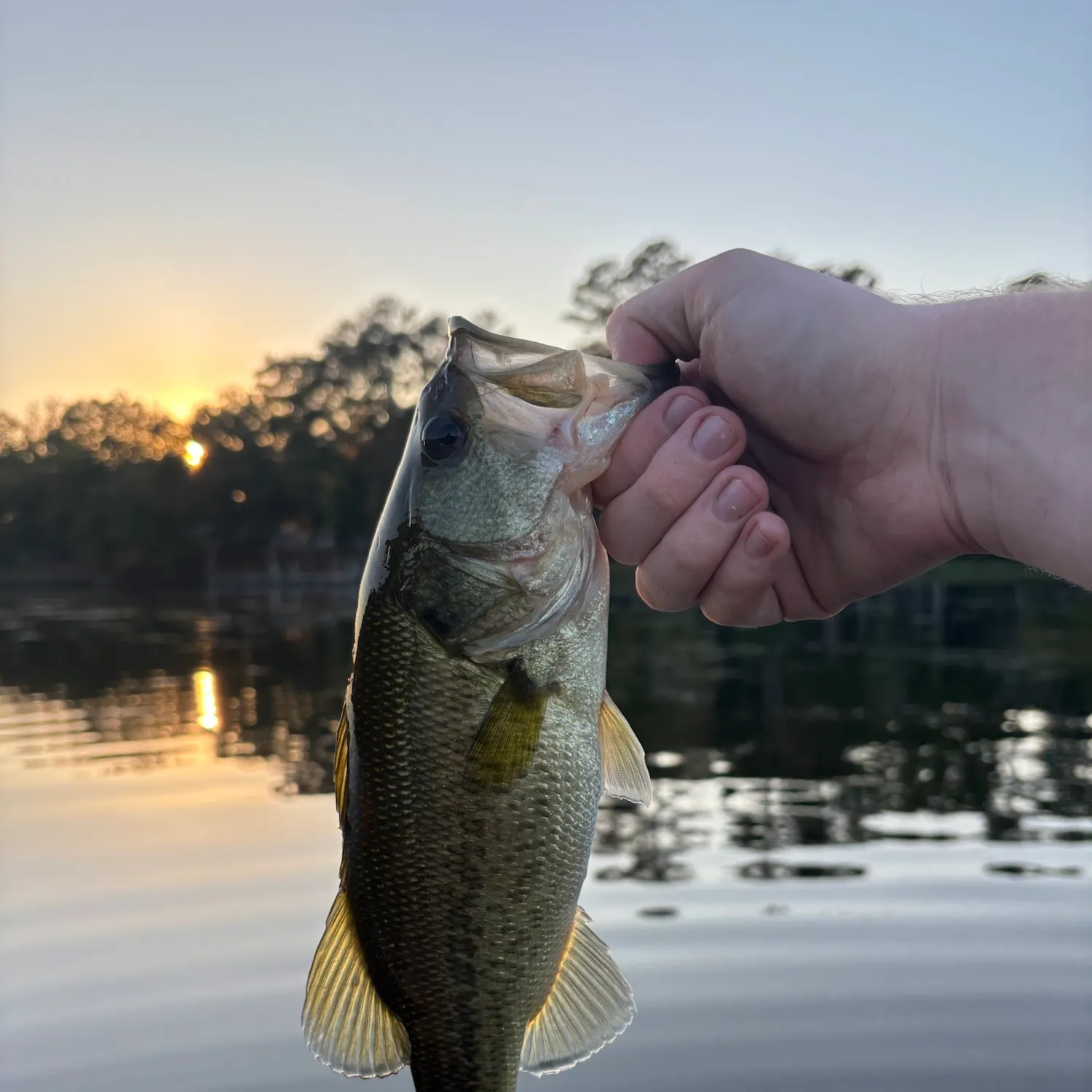 Largemouth bass caught on Fishbrain