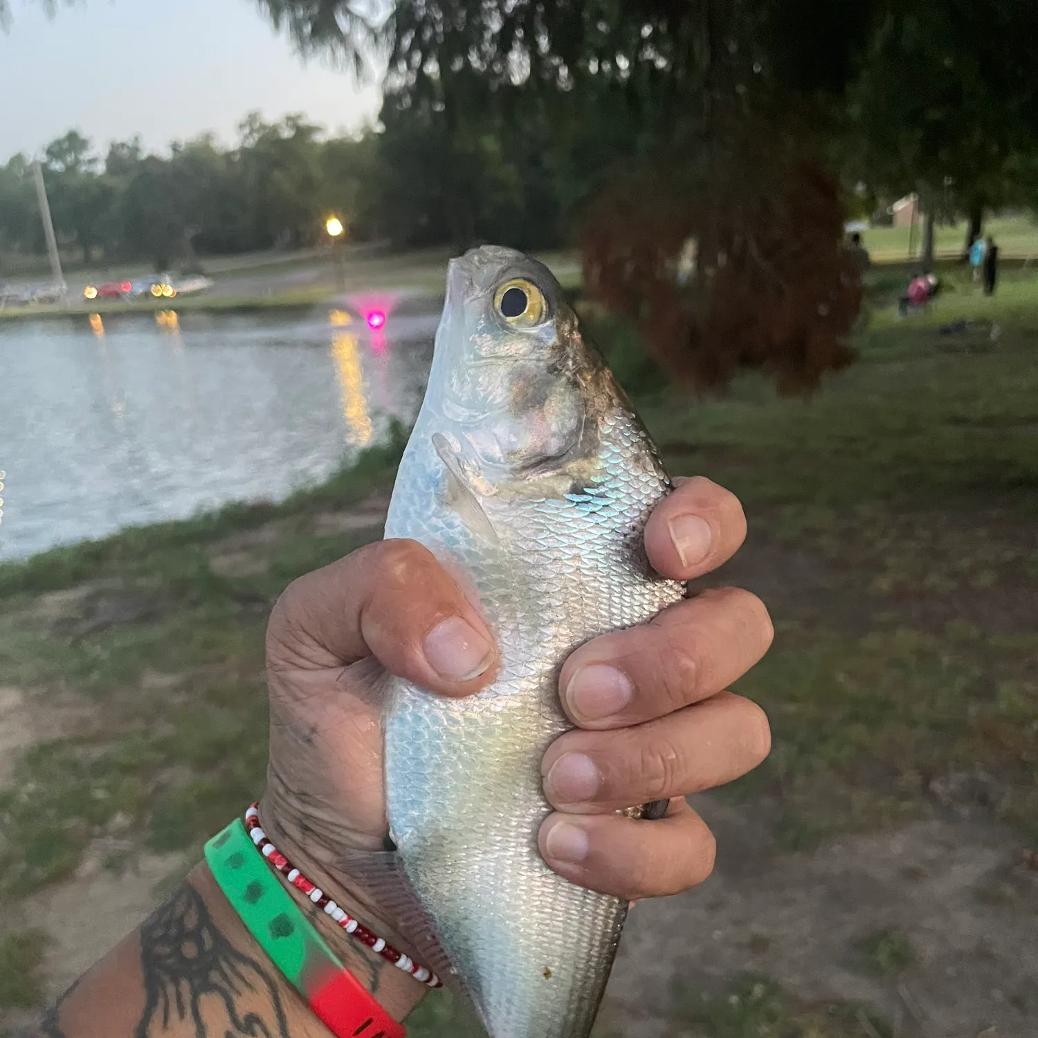 The most recent American gizzard shad catches on Fishbrain