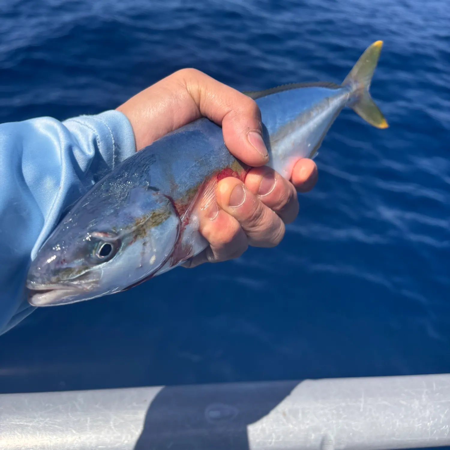 California yellowtail amberjack caught on Fishbrain