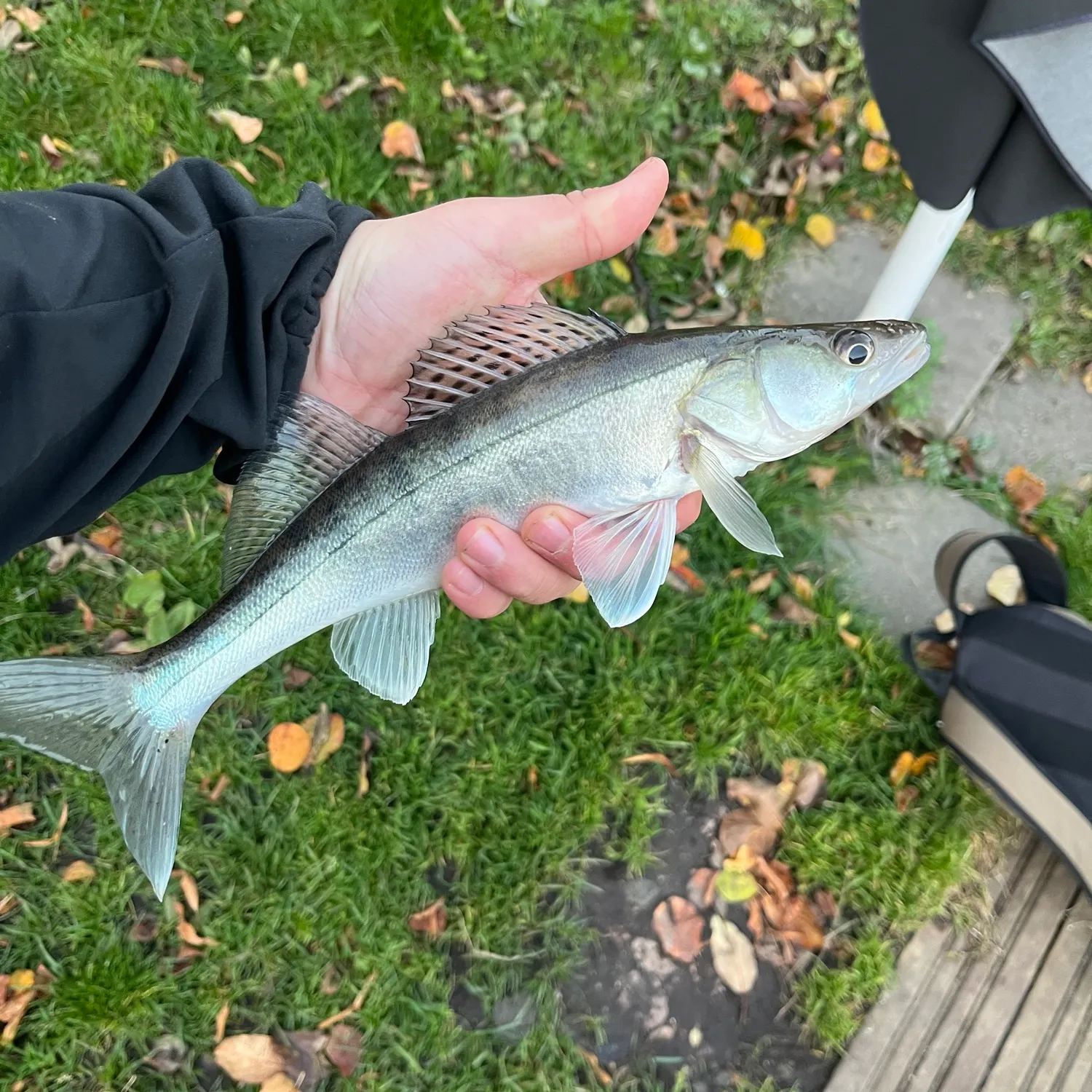 Zander caught on Fishbrain