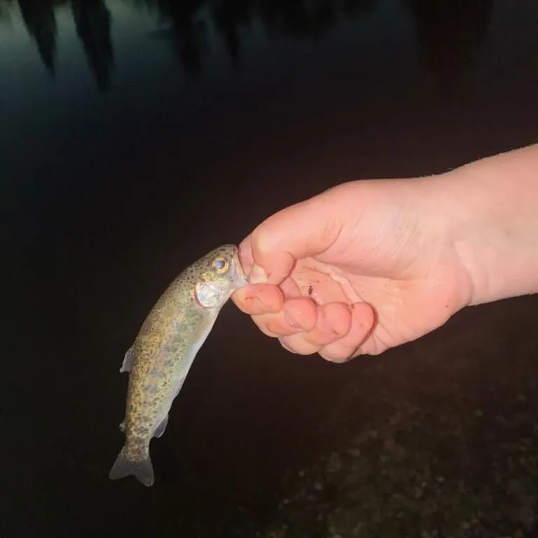 Rainbow trout caught on Fishbrain
