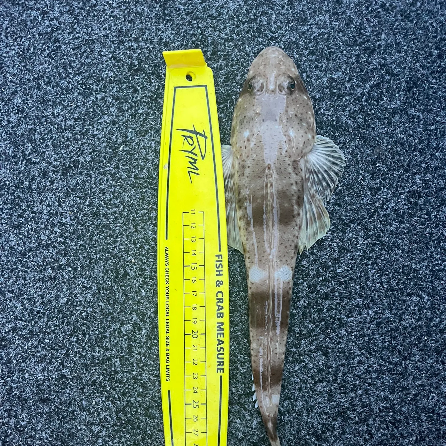 The most recent Sand flathead catches on Fishbrain
