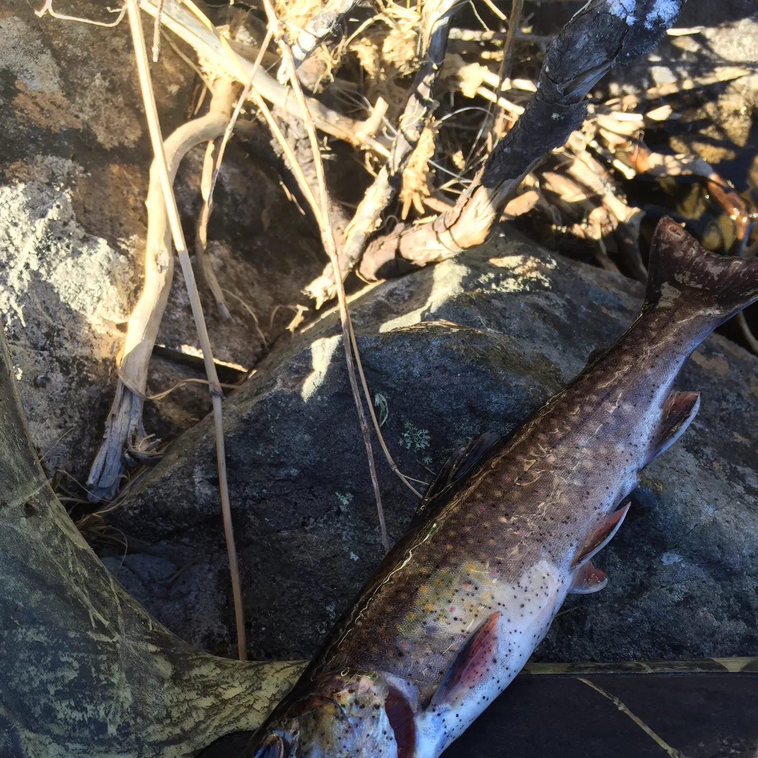 Brook trout caught on Fishbrain