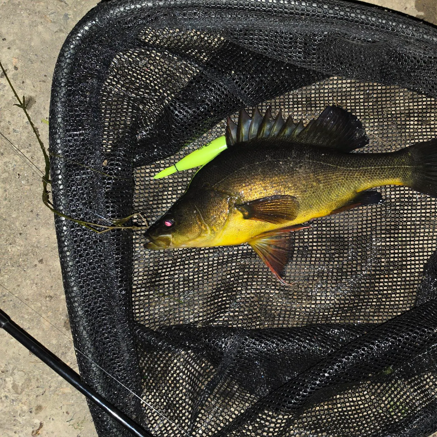 Golden perch caught on Fishbrain