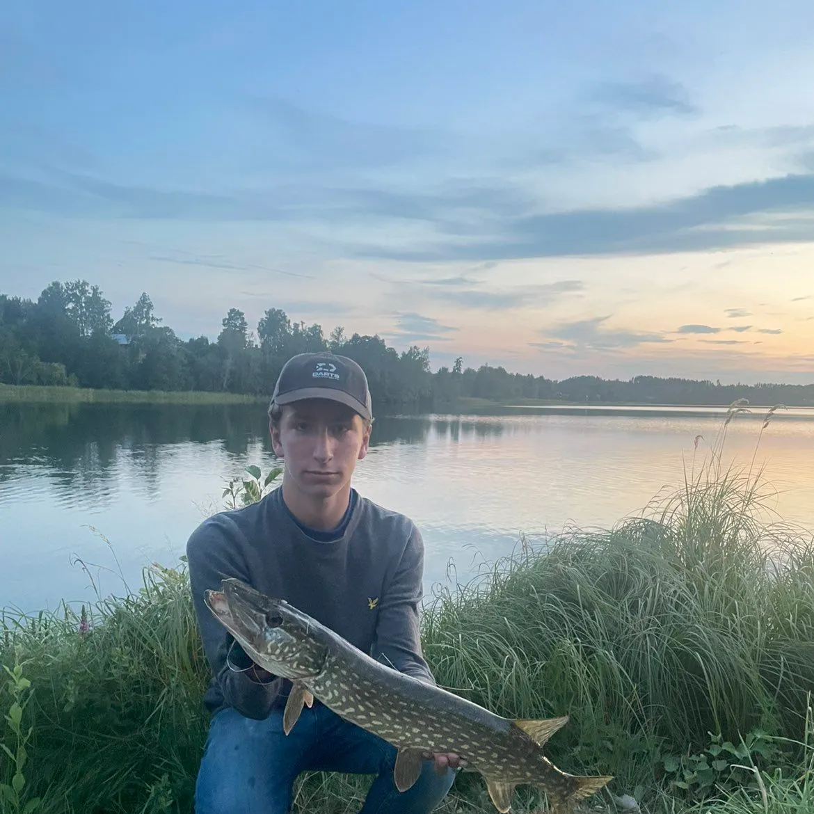 Northern pike caught on Fishbrain