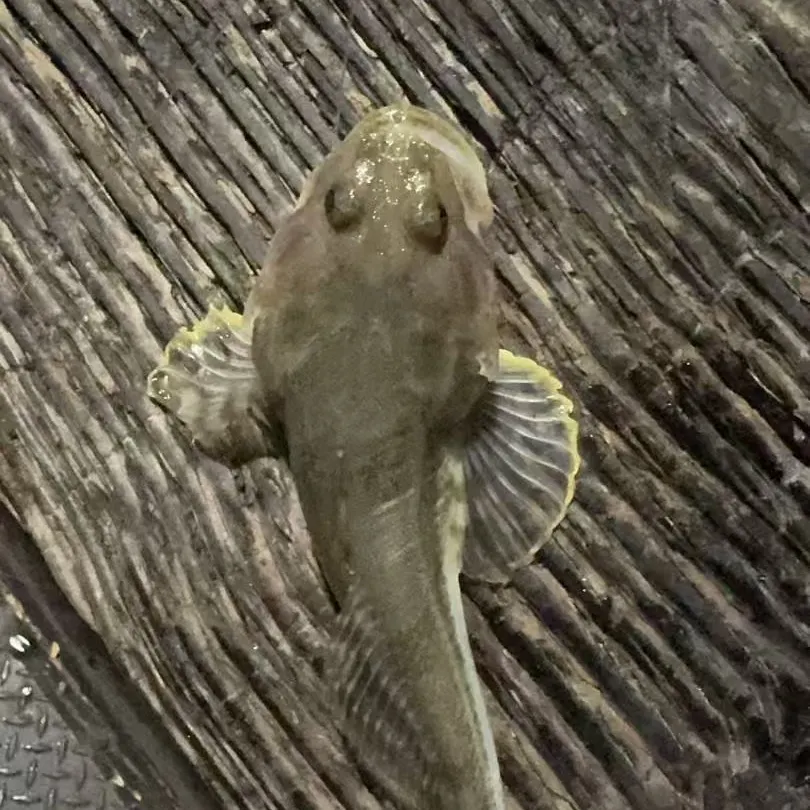 The most recent Pacific staghorn sculpin catches on Fishbrain