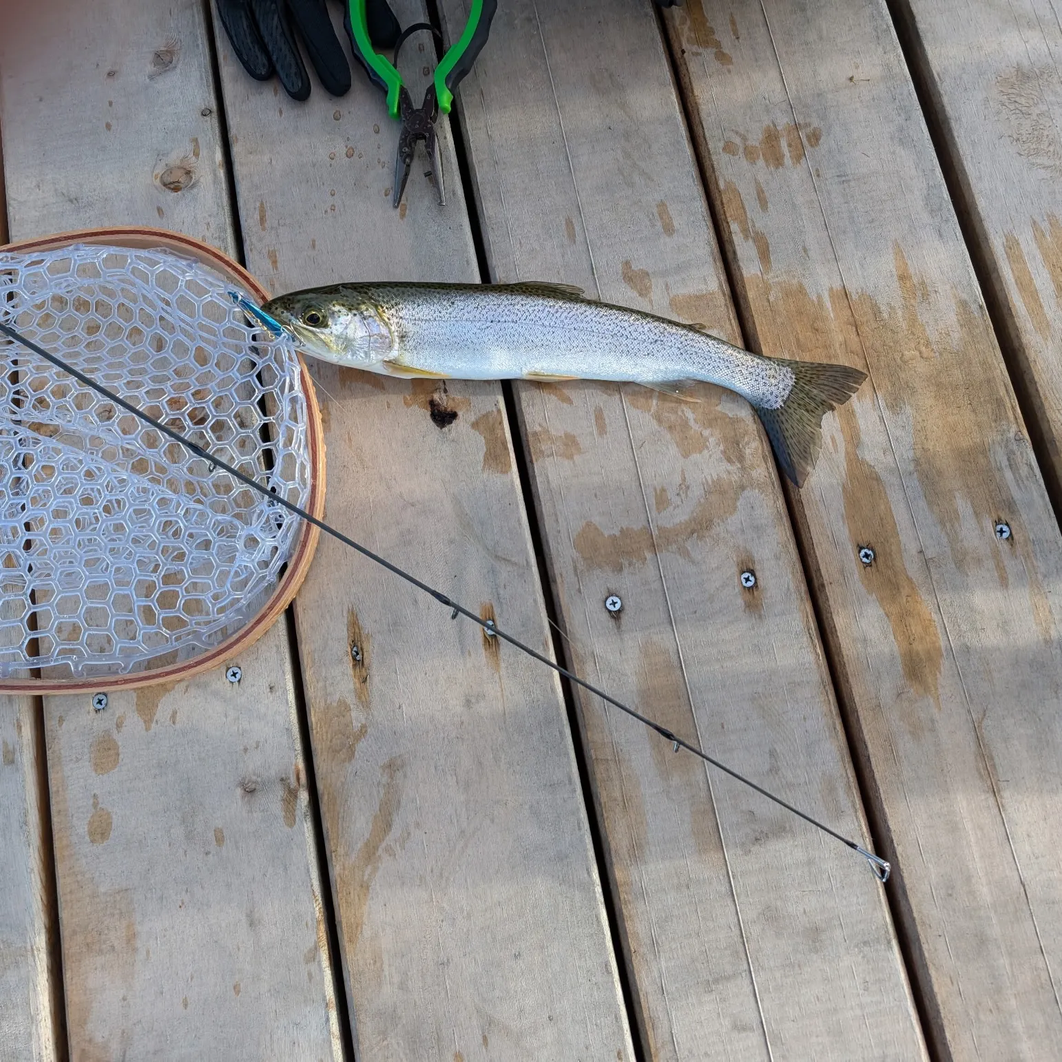 The most recent Coastal cutthroat trout catches on Fishbrain
