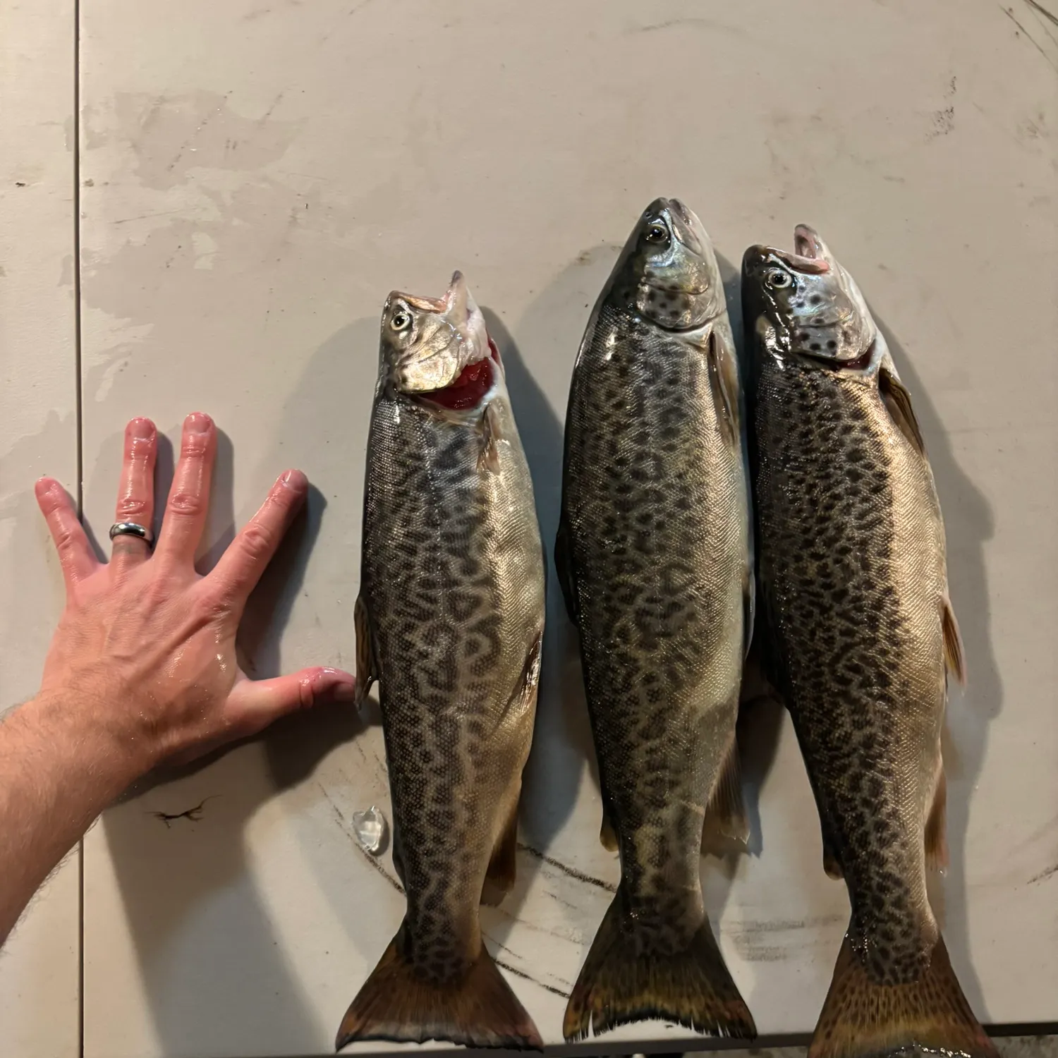 recently logged catches