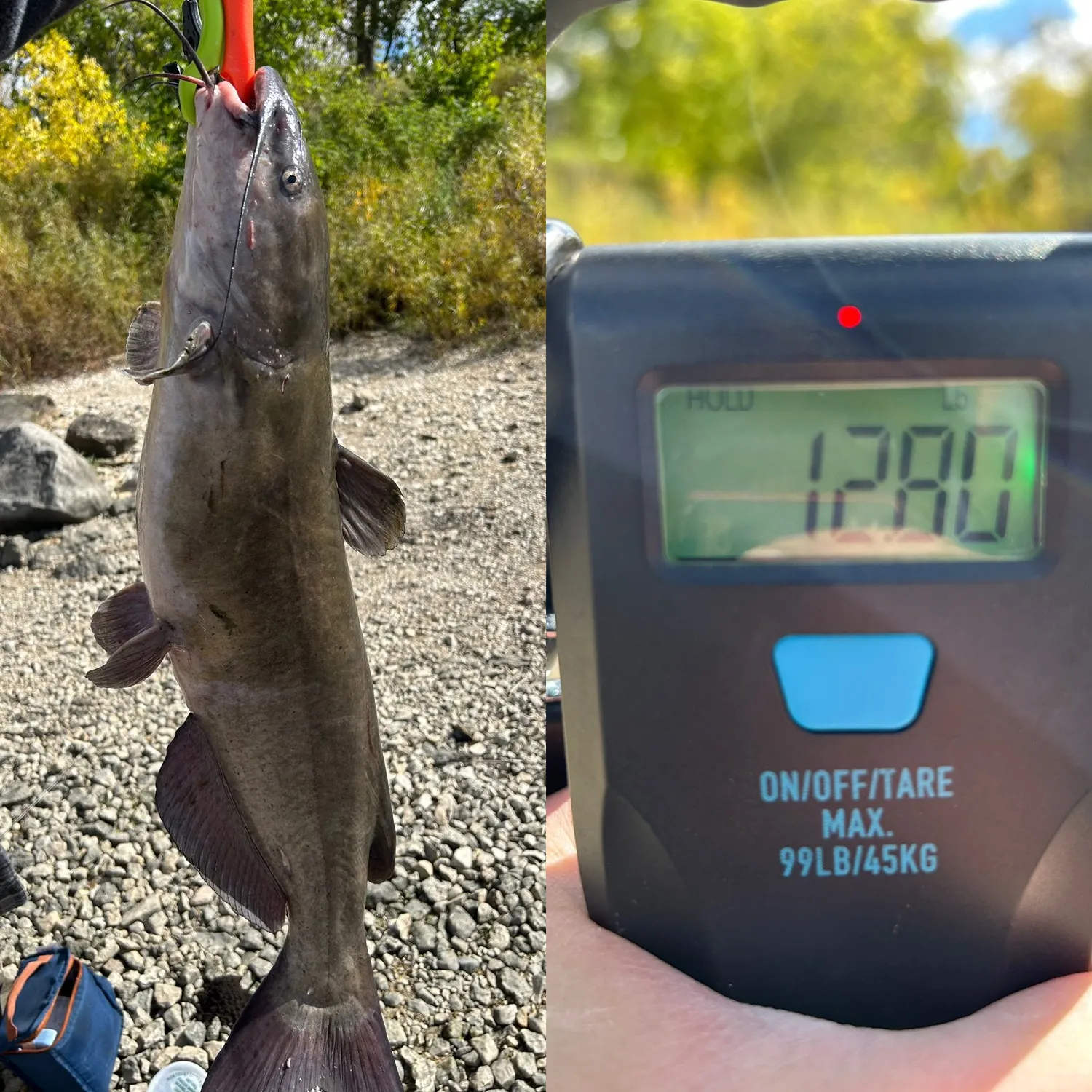 Channel catfish caught on Fishbrain