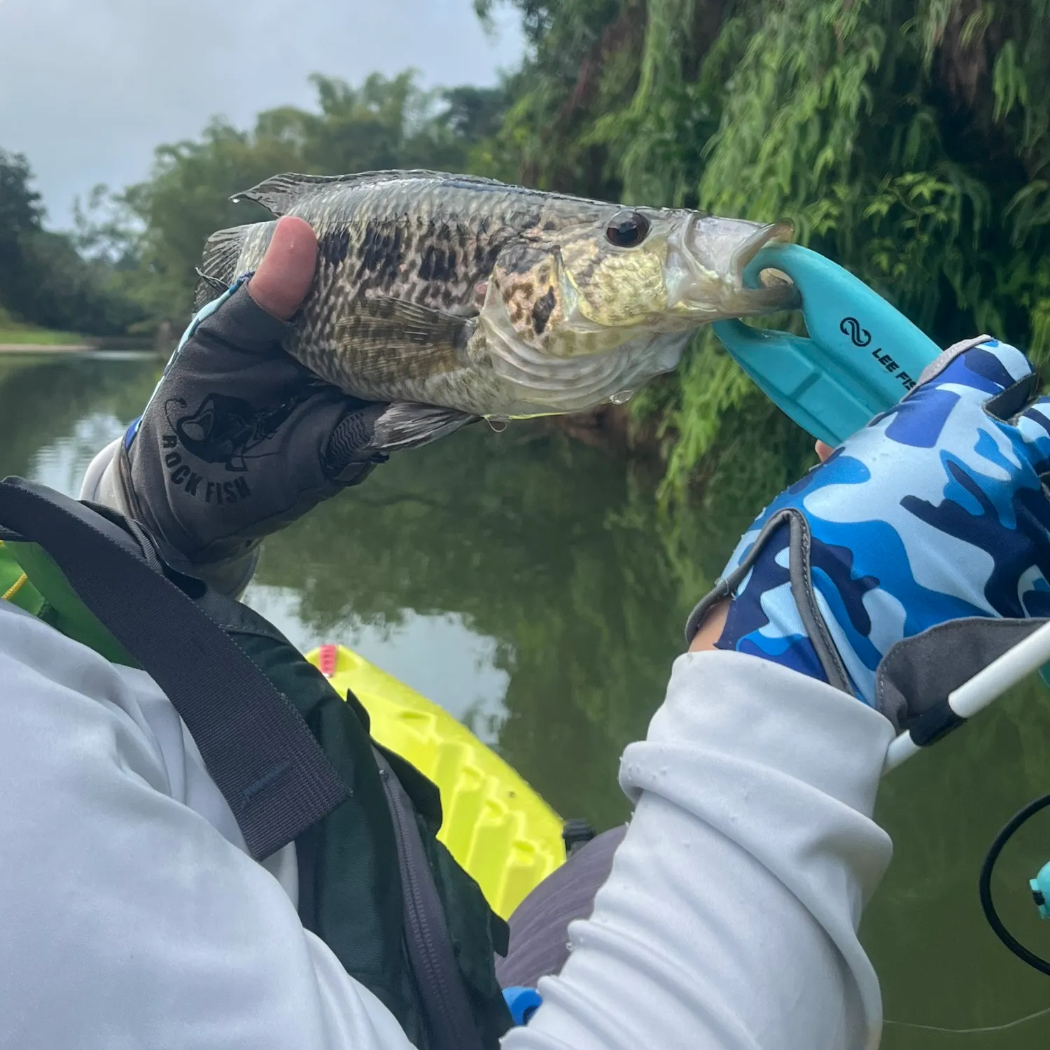 The most recent Jaguar cichlid catches on Fishbrain