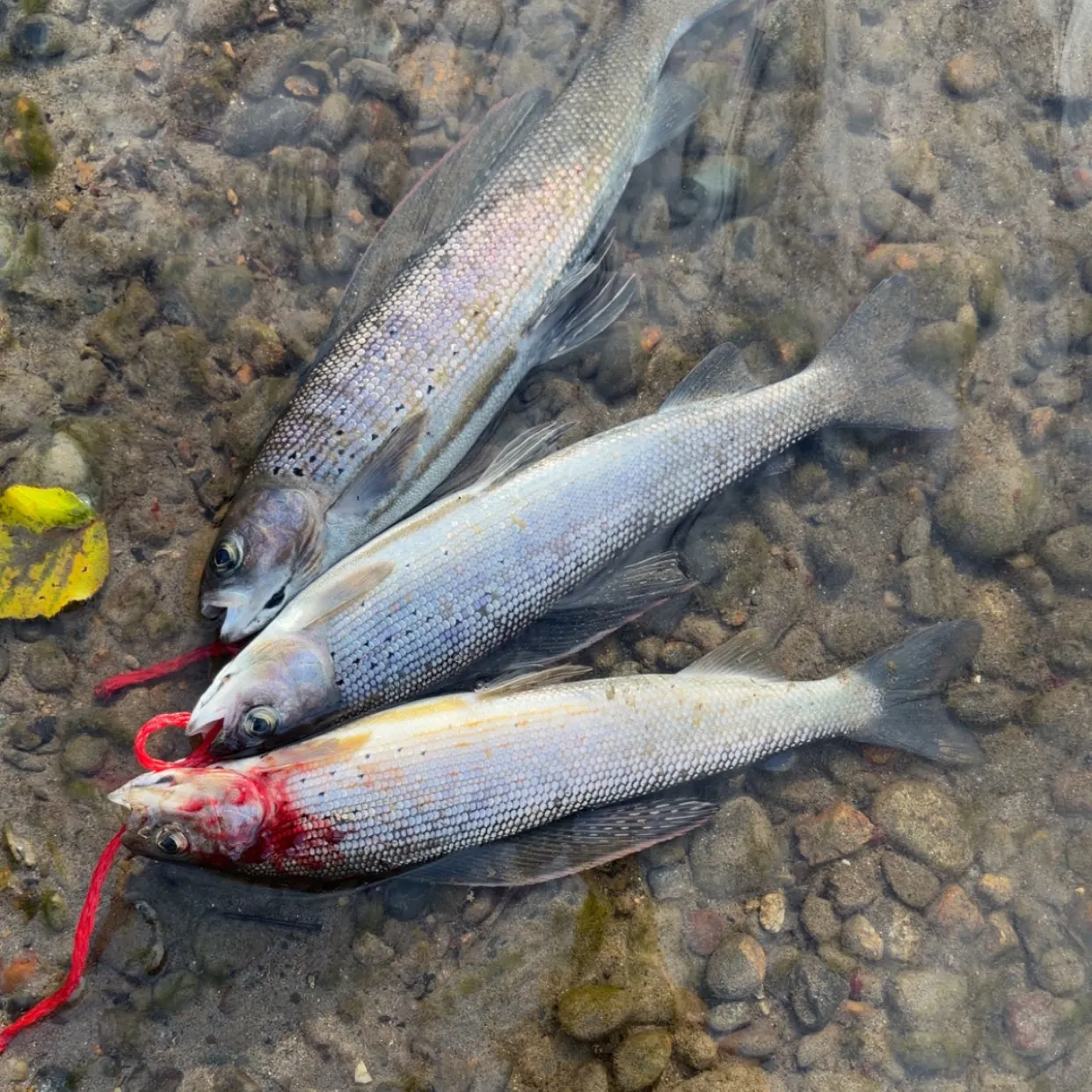 Arctic grayling caught on Fishbrain