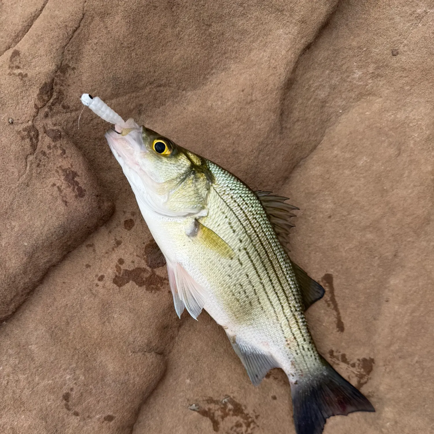 White bass caught on Fishbrain