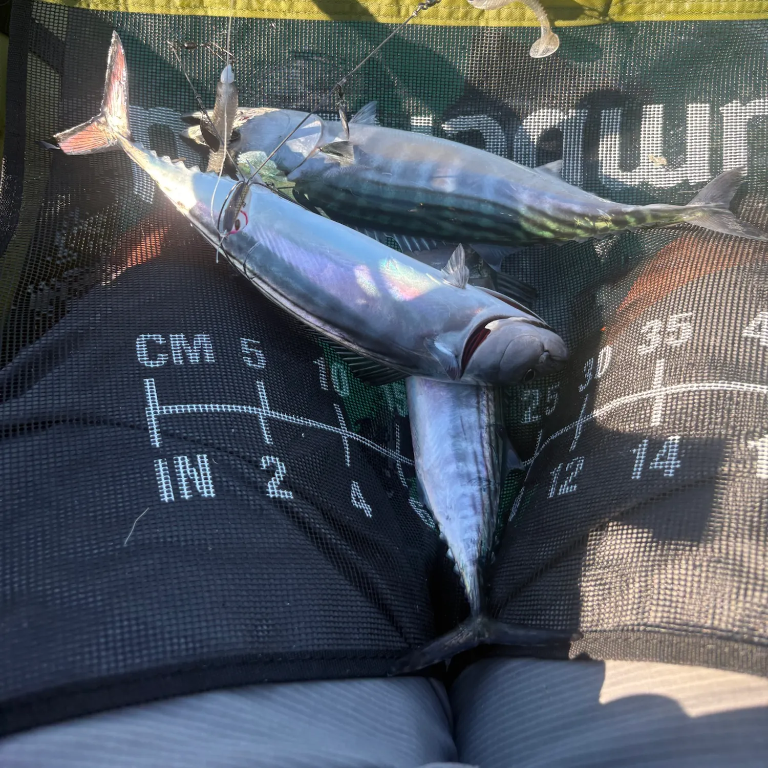 The most recent Pacific bonito catches on Fishbrain