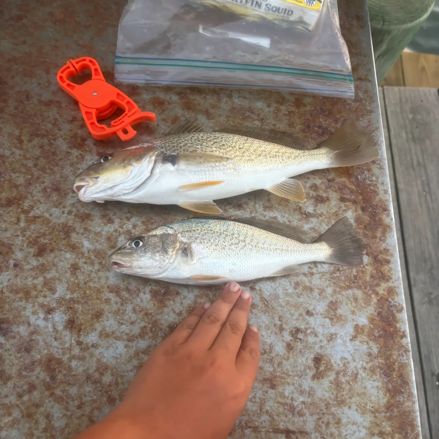 recently logged catches
