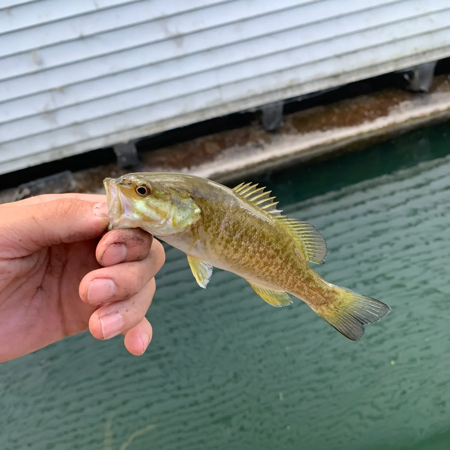 Smallmouth bass caught on Fishbrain