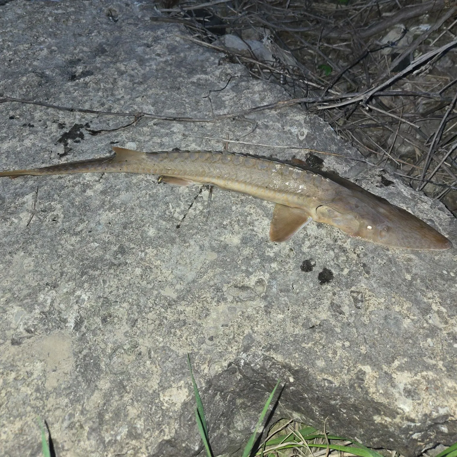 The most recent Shovelnose sturgeon catches on Fishbrain