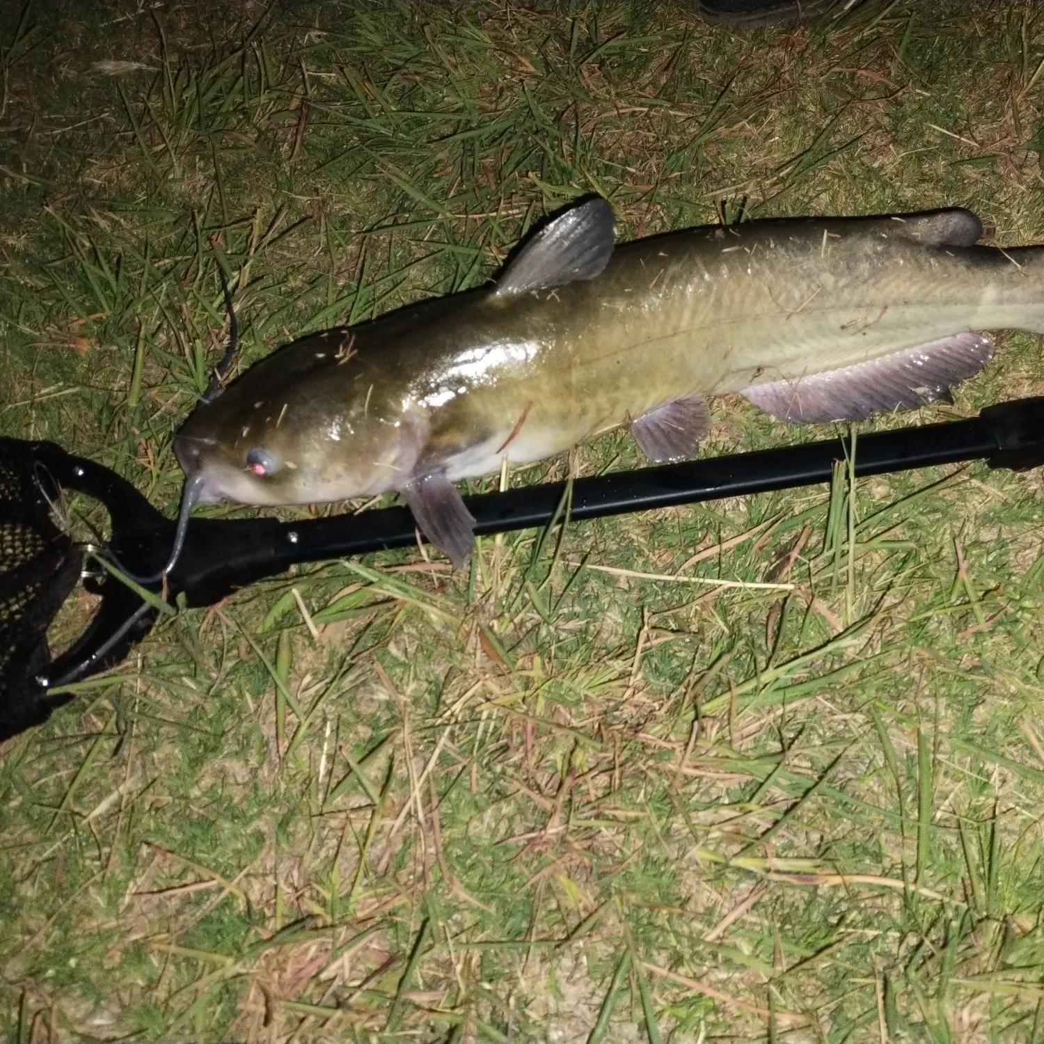 angler catch
