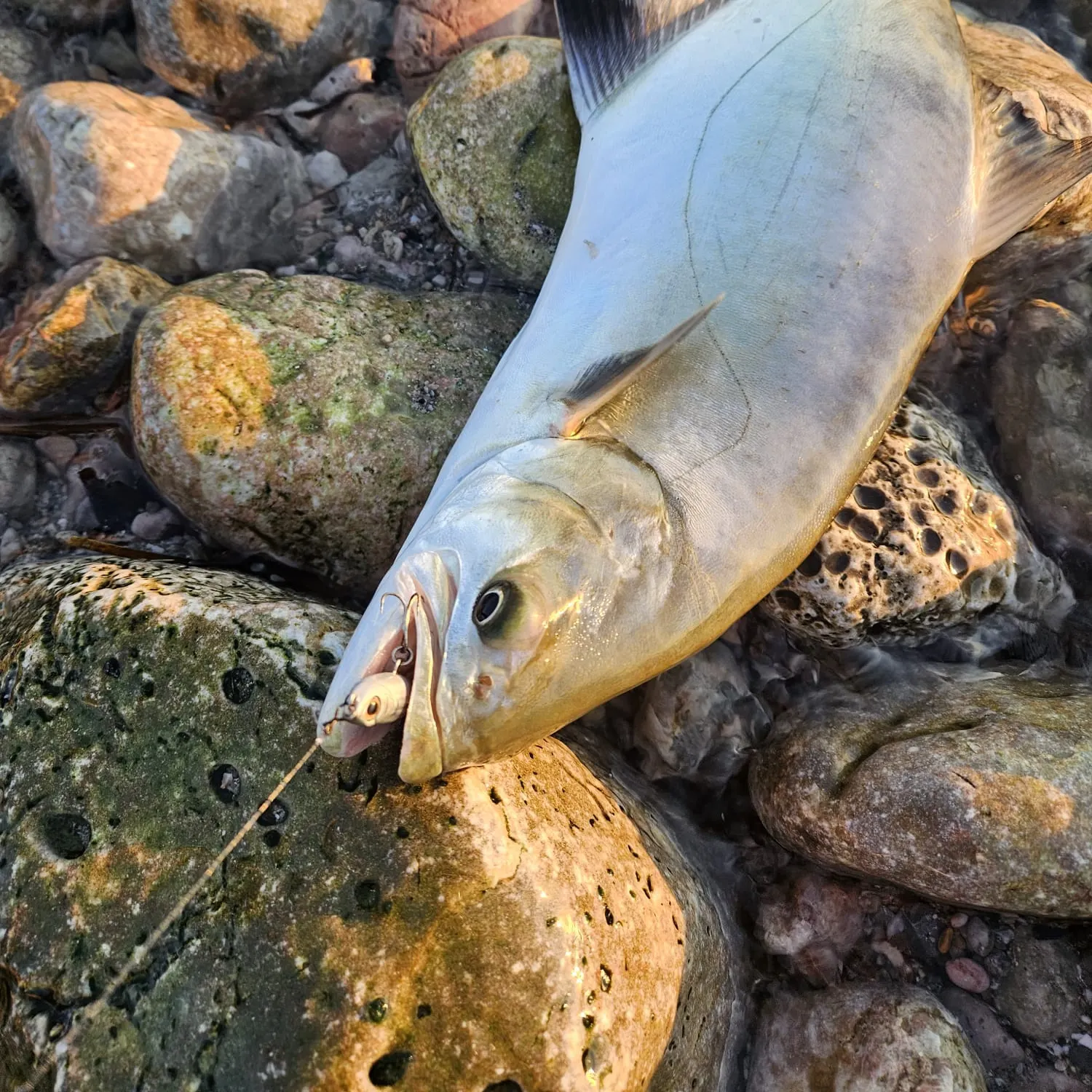 The most recent Leerfish catches on Fishbrain