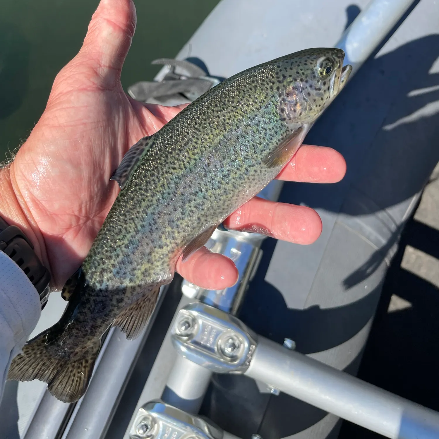 Rainbow trout caught on Fishbrain