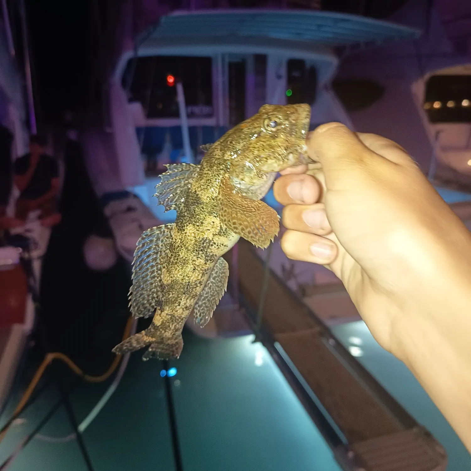 The most recent Giant goby catches on Fishbrain