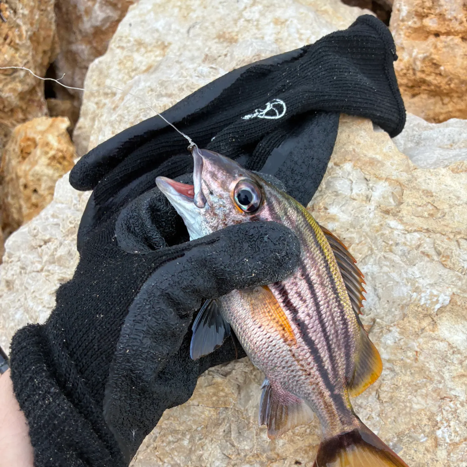 The most recent Caesar grunt catches on Fishbrain