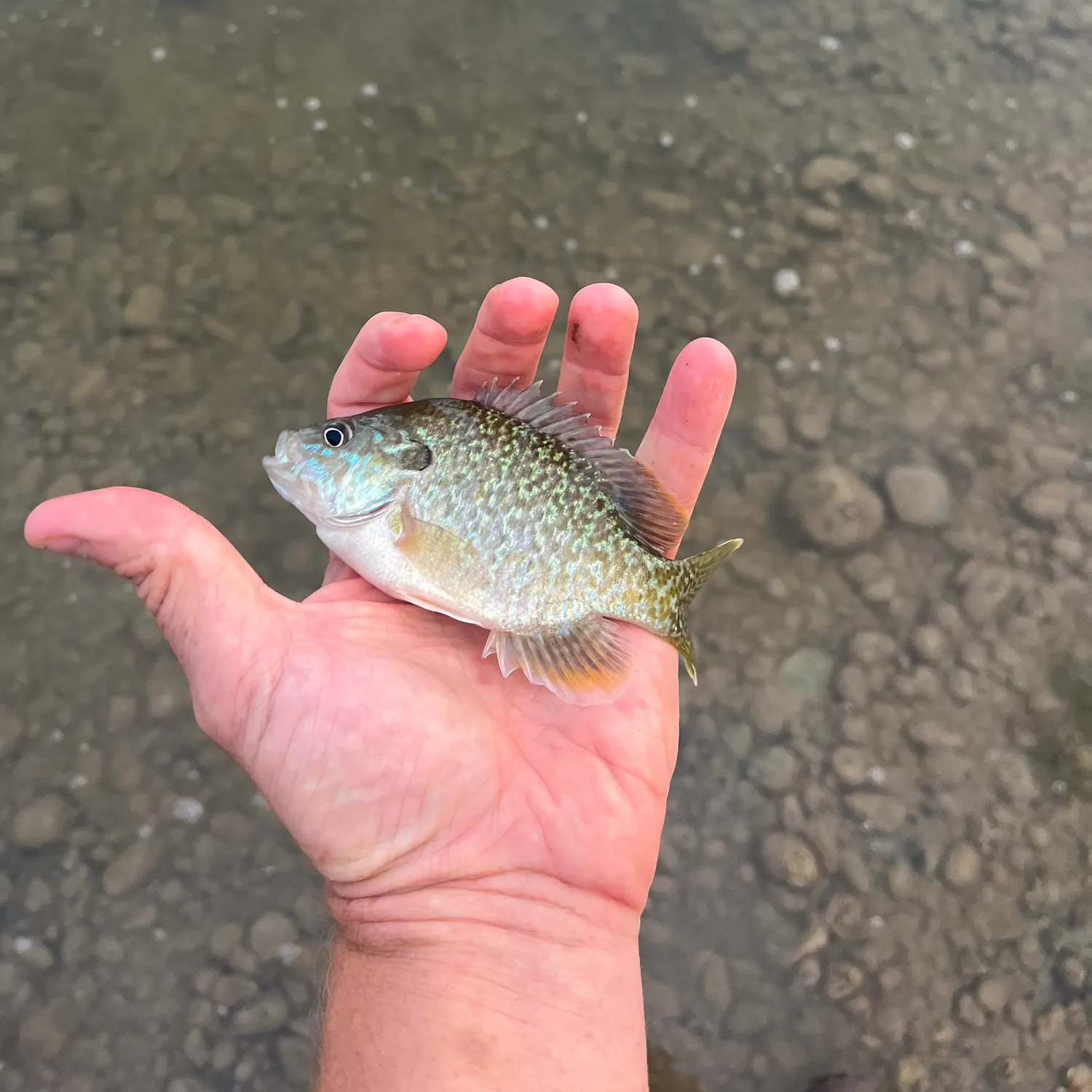 Greengill hybrid caught on Fishbrain