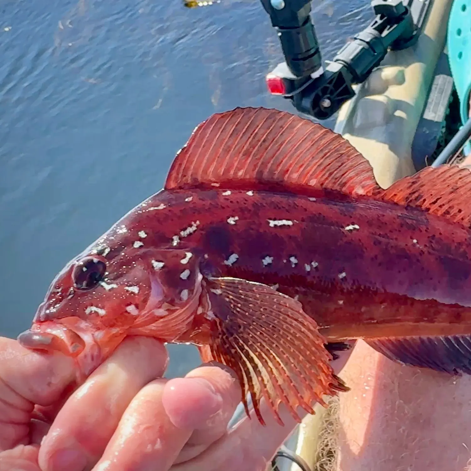 The most recent Rock greenling catches on Fishbrain