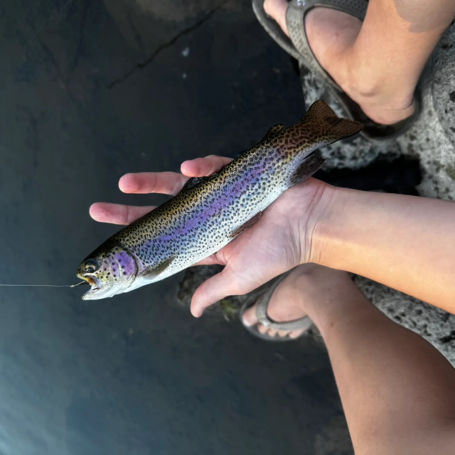 Rainbow trout caught on Fishbrain