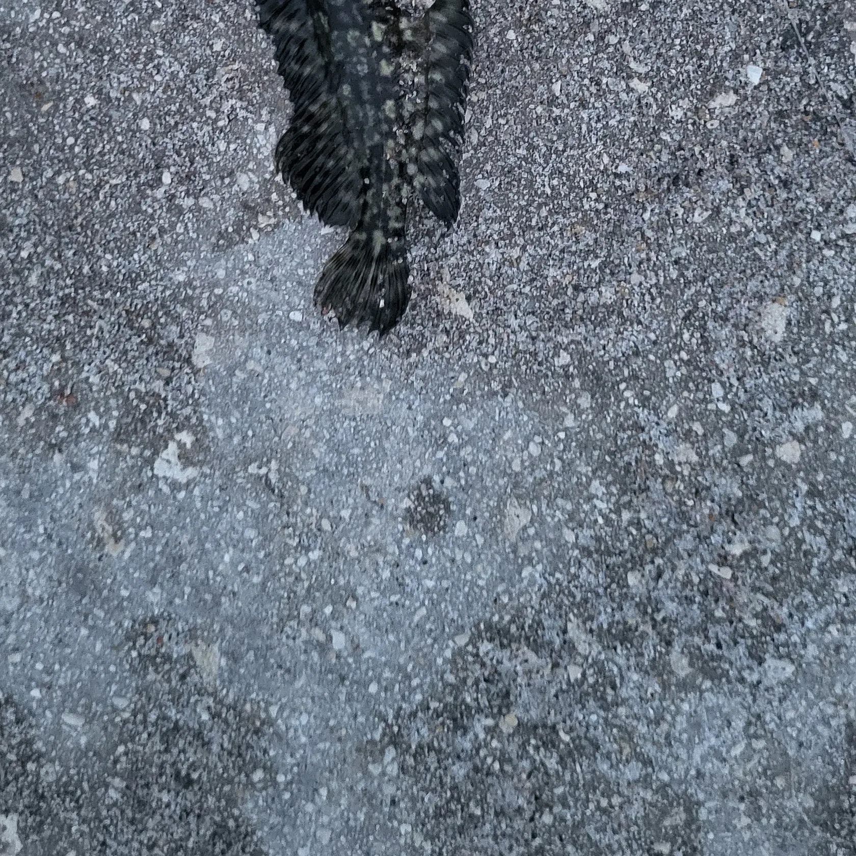 The most recent Sailfin blenny catches on Fishbrain