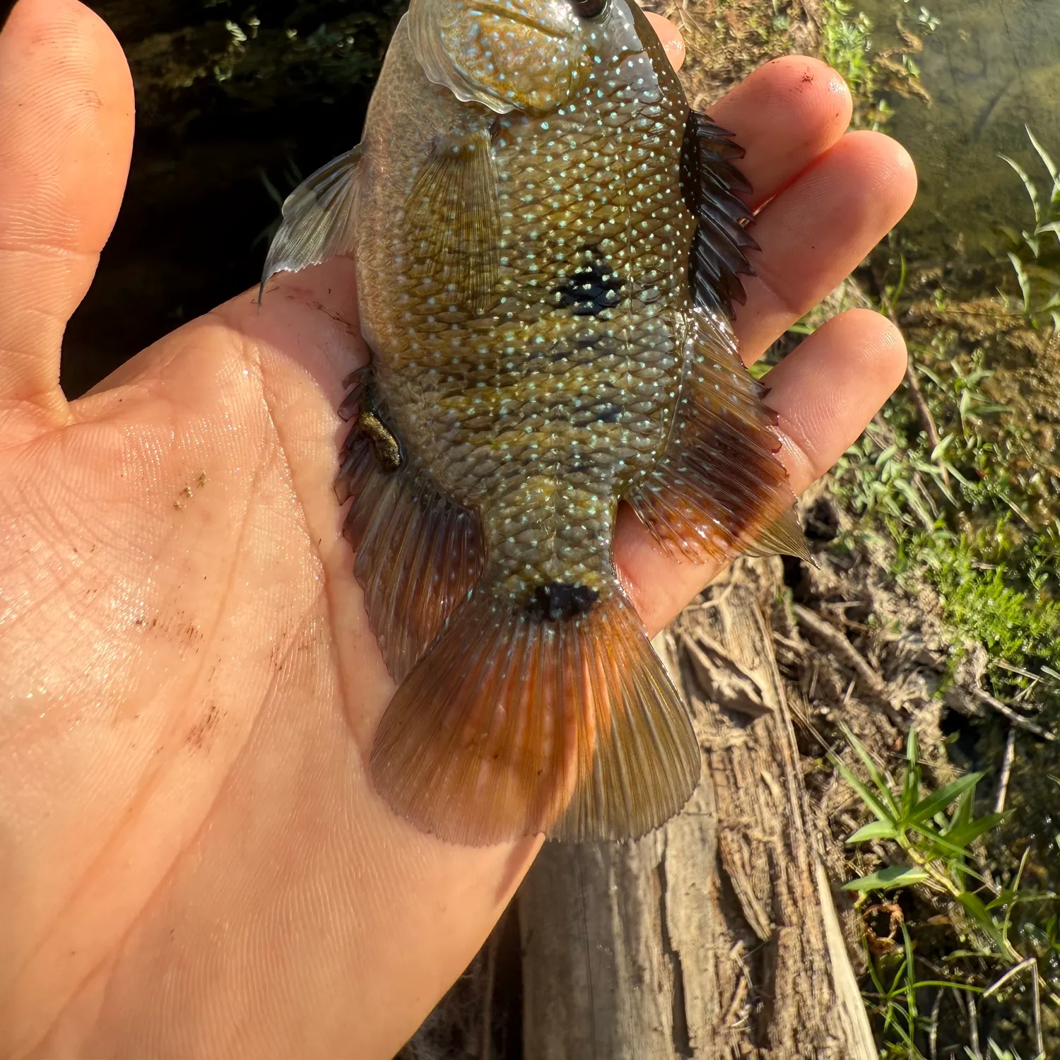 Rio Grande cichlid caught on Fishbrain