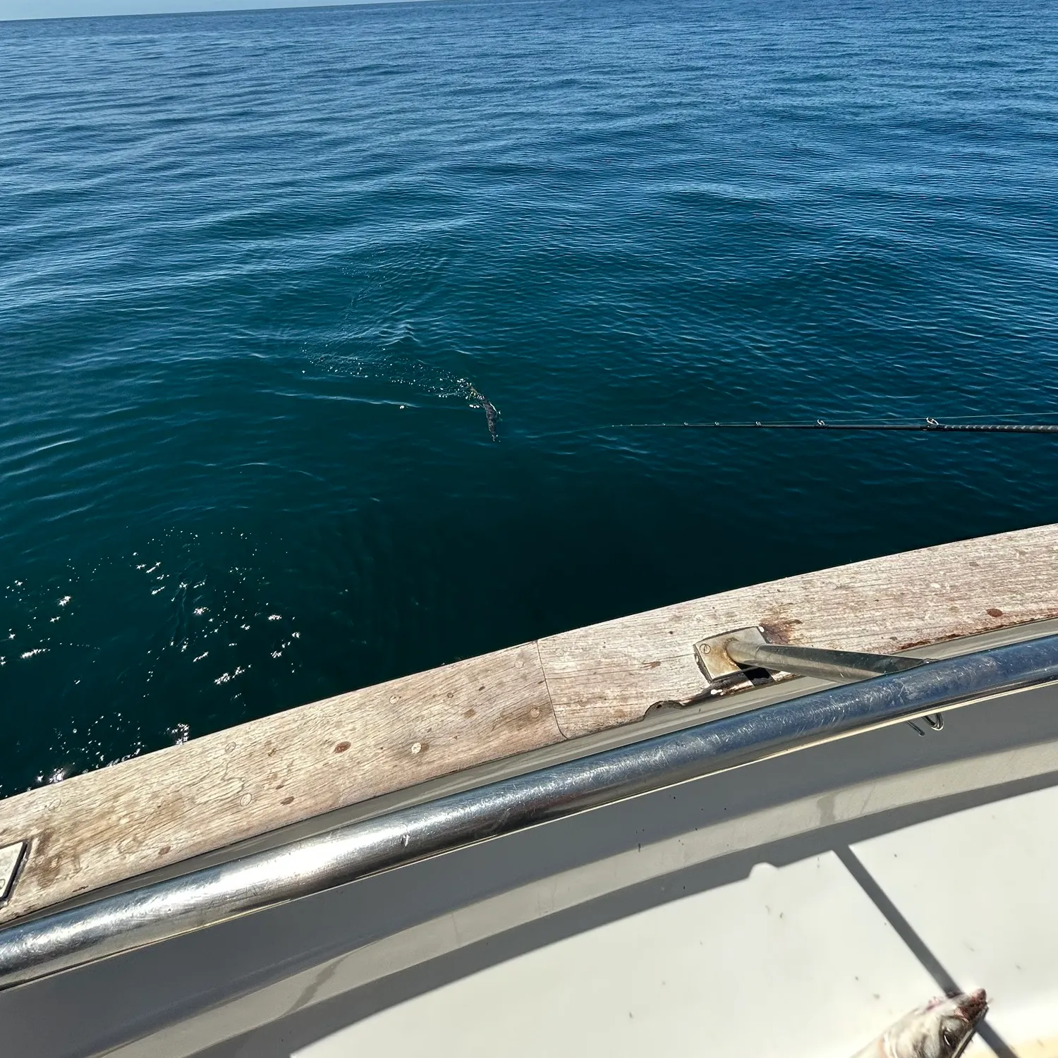 The most recent Pacific barracuda catches on Fishbrain