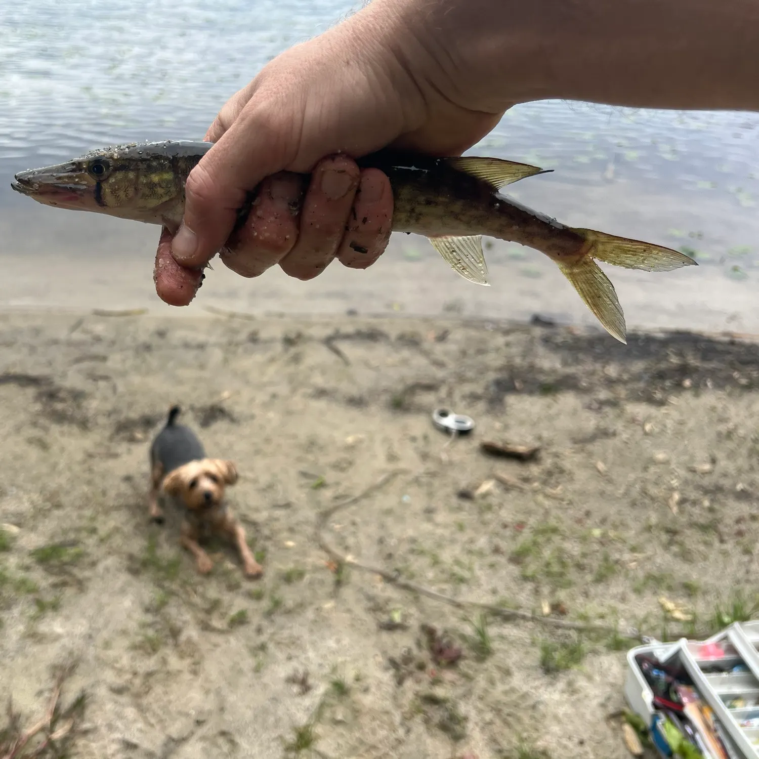 Chain pickerel caught on Fishbrain