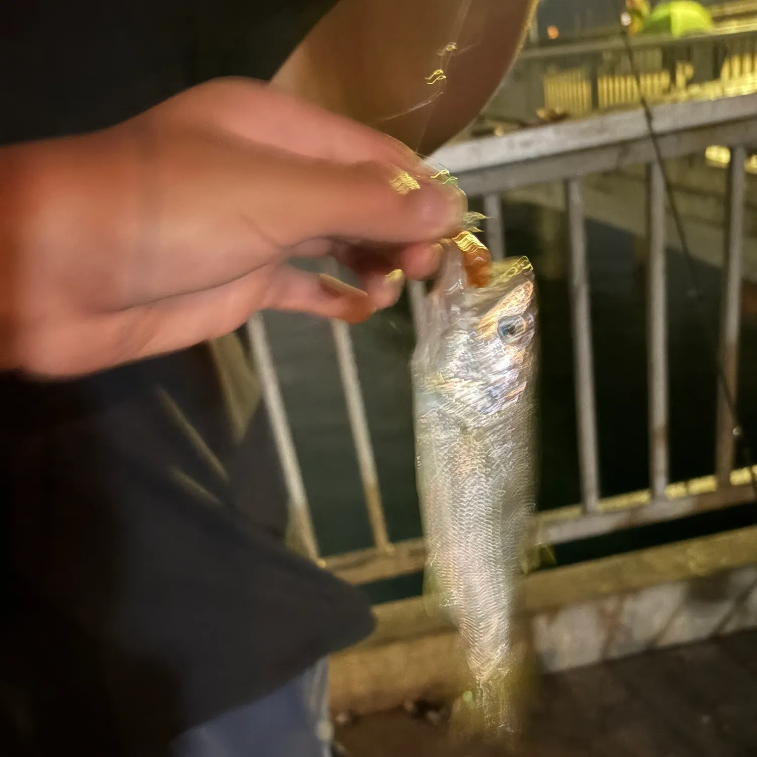 The most recent Queenfish catches on Fishbrain