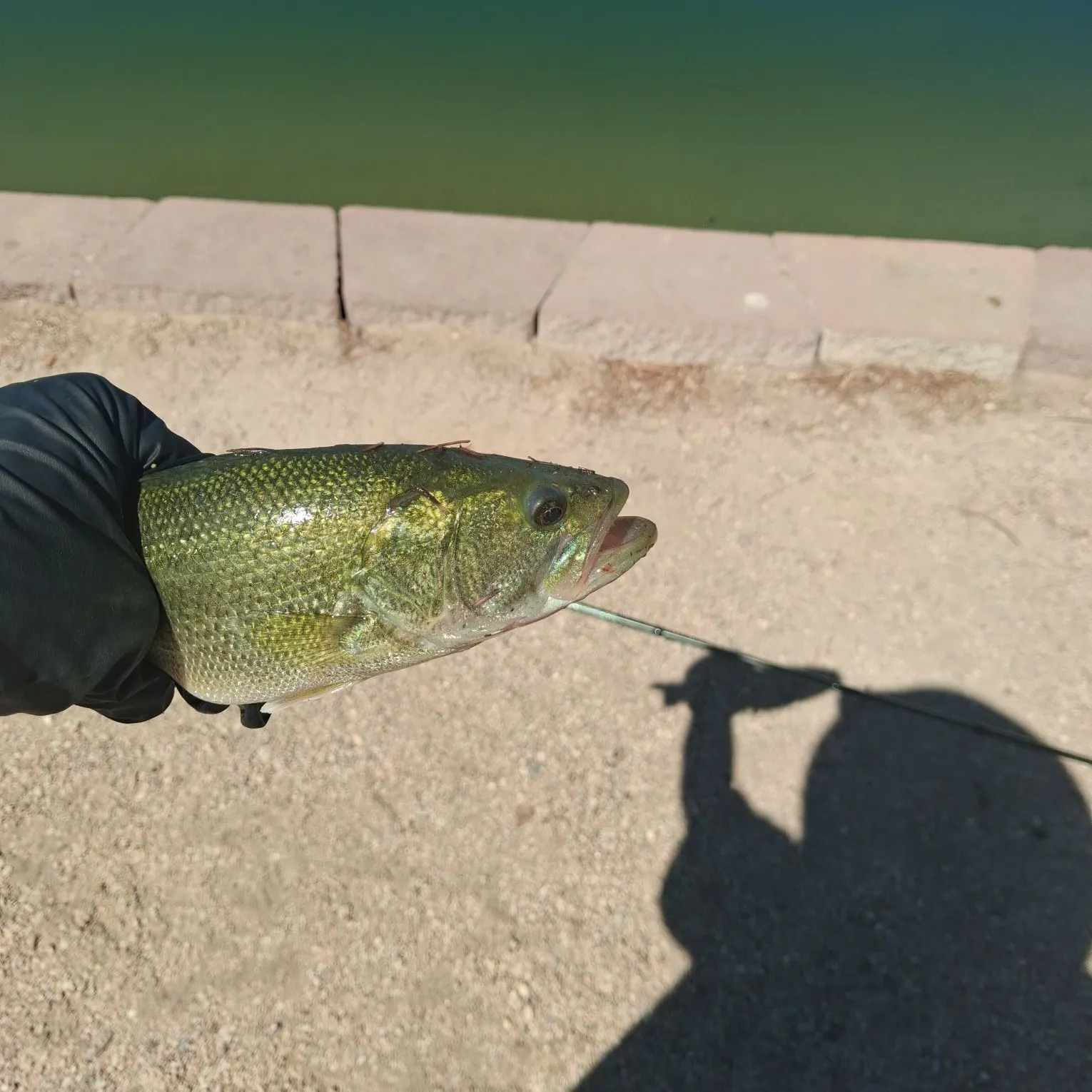 Largemouth bass caught on Fishbrain