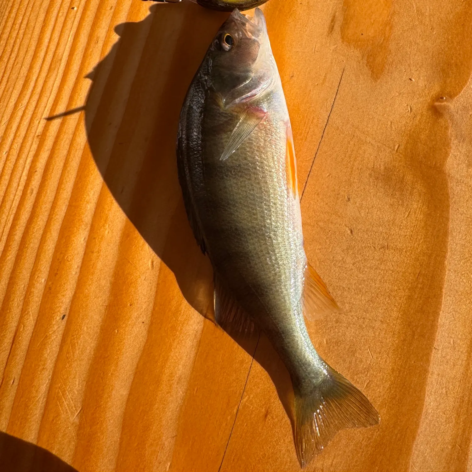 European perch caught on Fishbrain