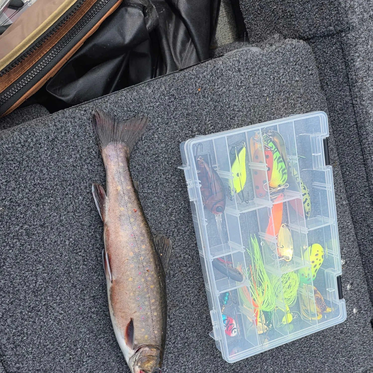 Brook trout caught on Fishbrain