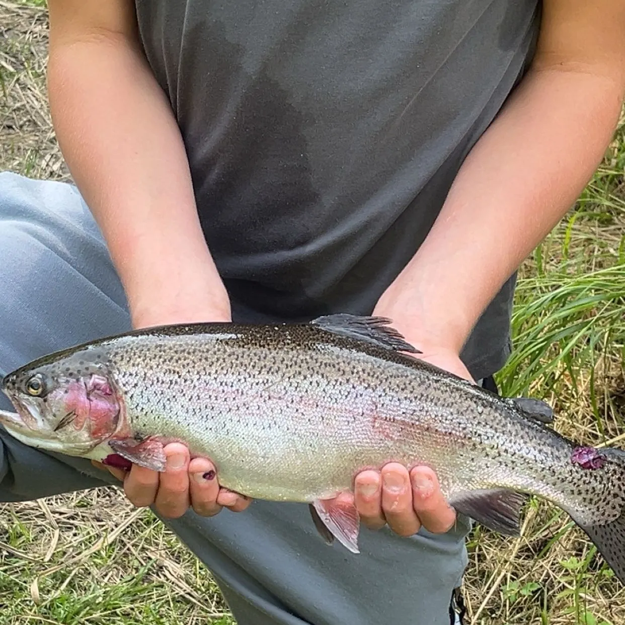 Rainbow trout caught on Fishbrain