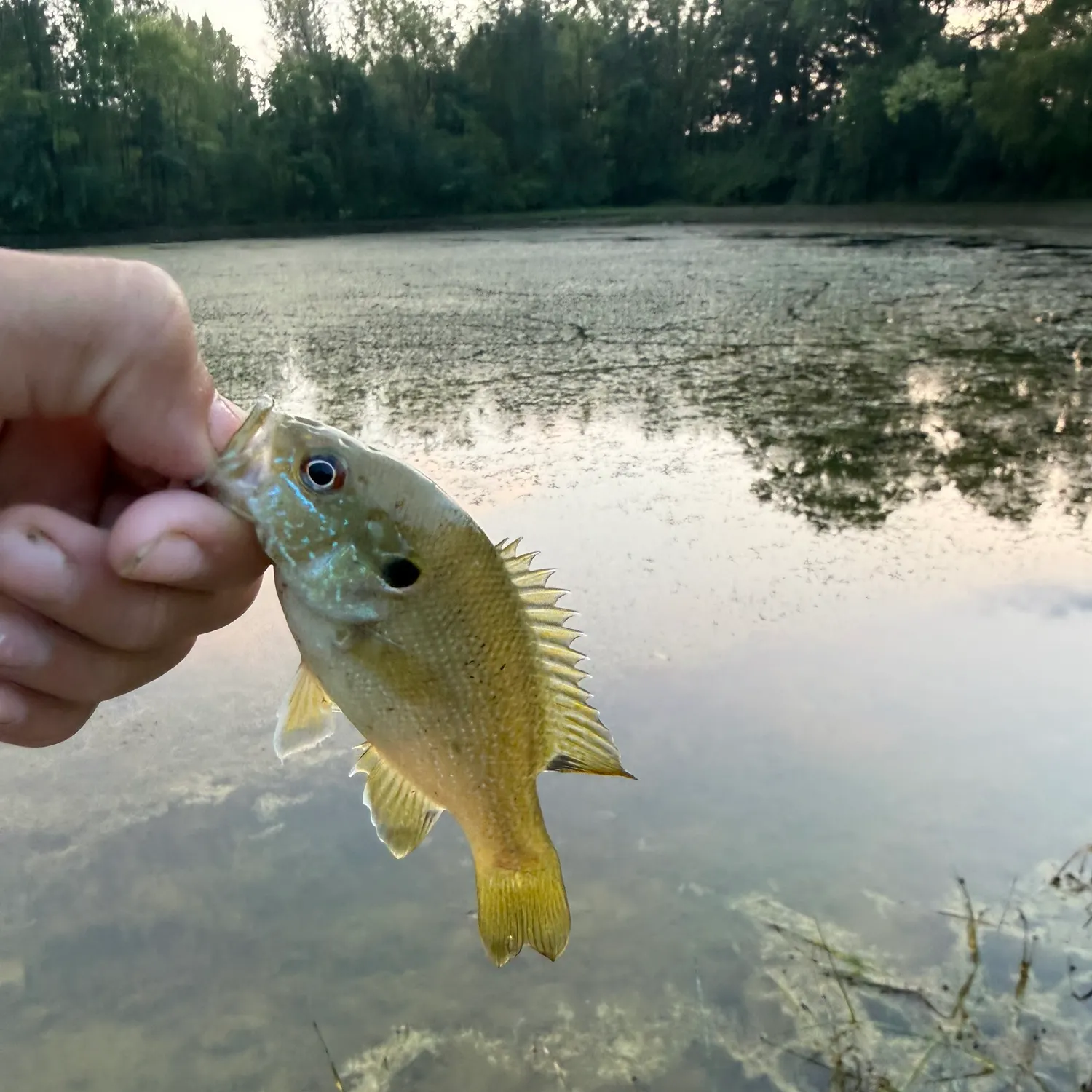 Green sunfish caught on Fishbrain