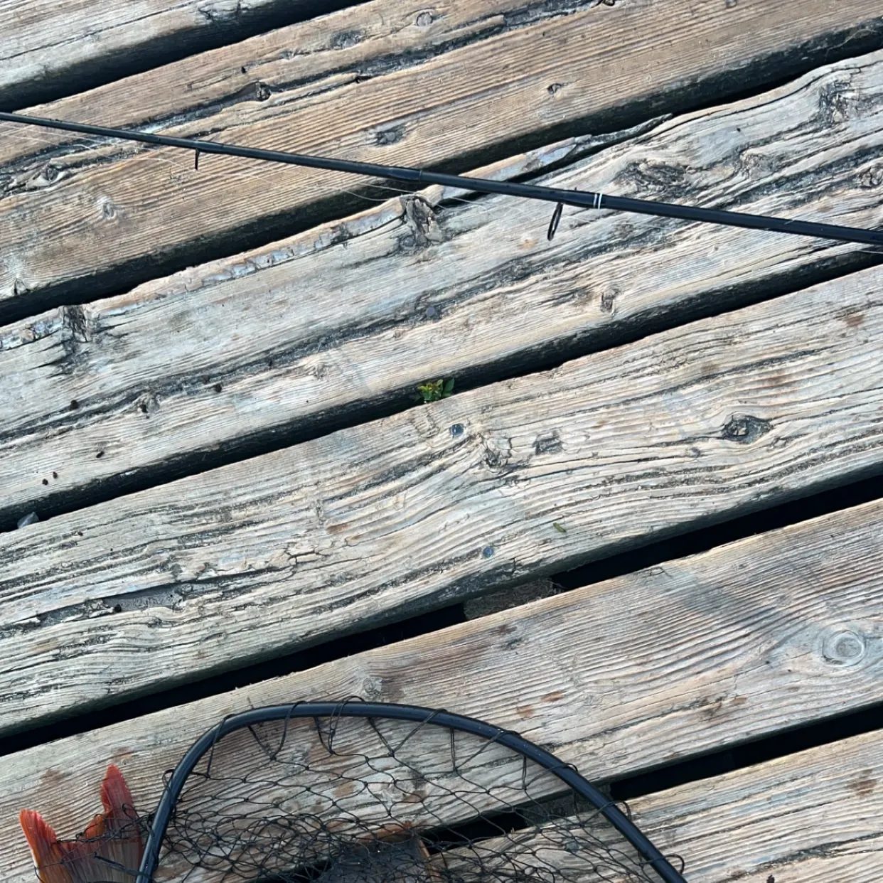 The most recent Shorthead redhorse catches on Fishbrain