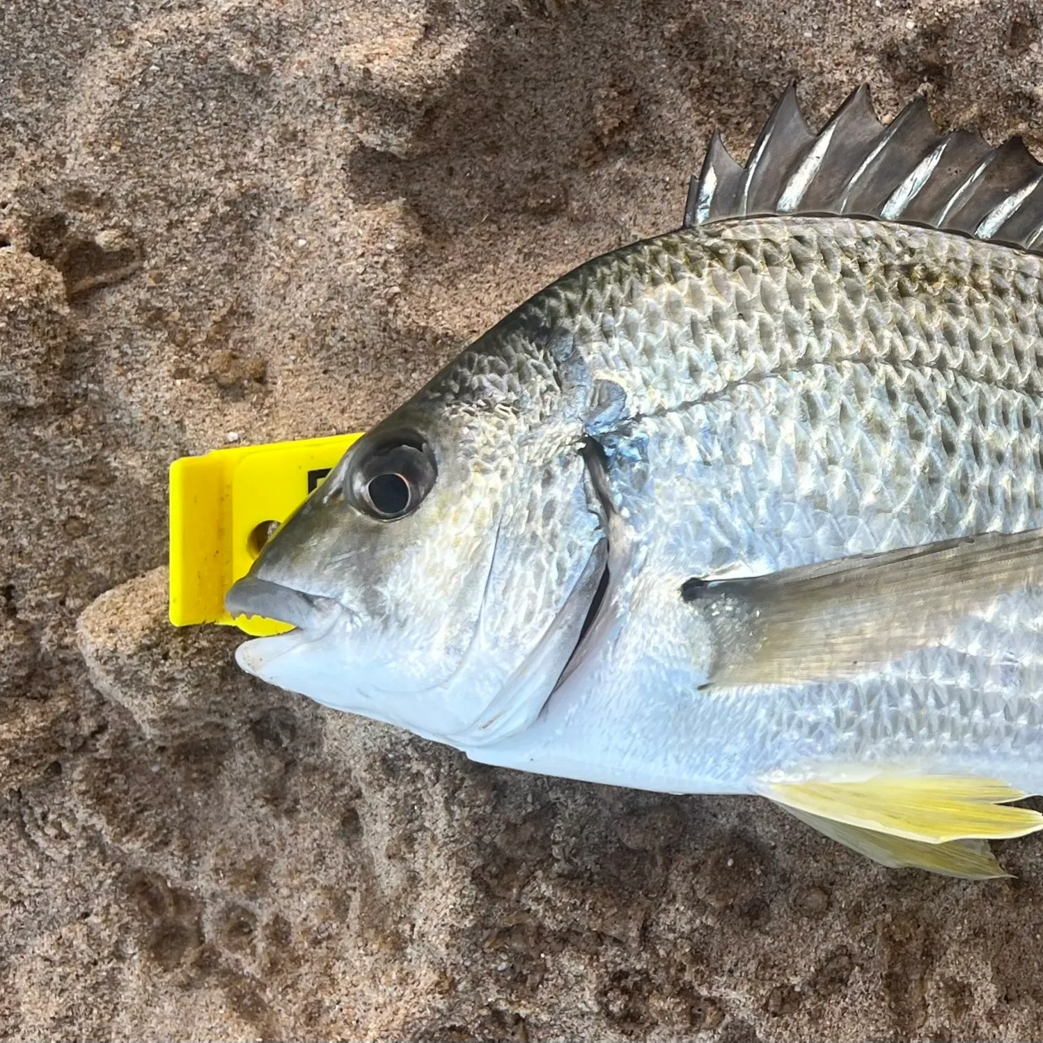 Surf bream caught on Fishbrain