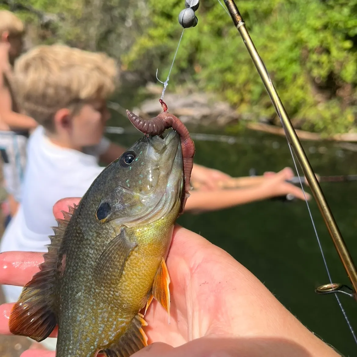 The most recent Wargill hybrid catches on Fishbrain