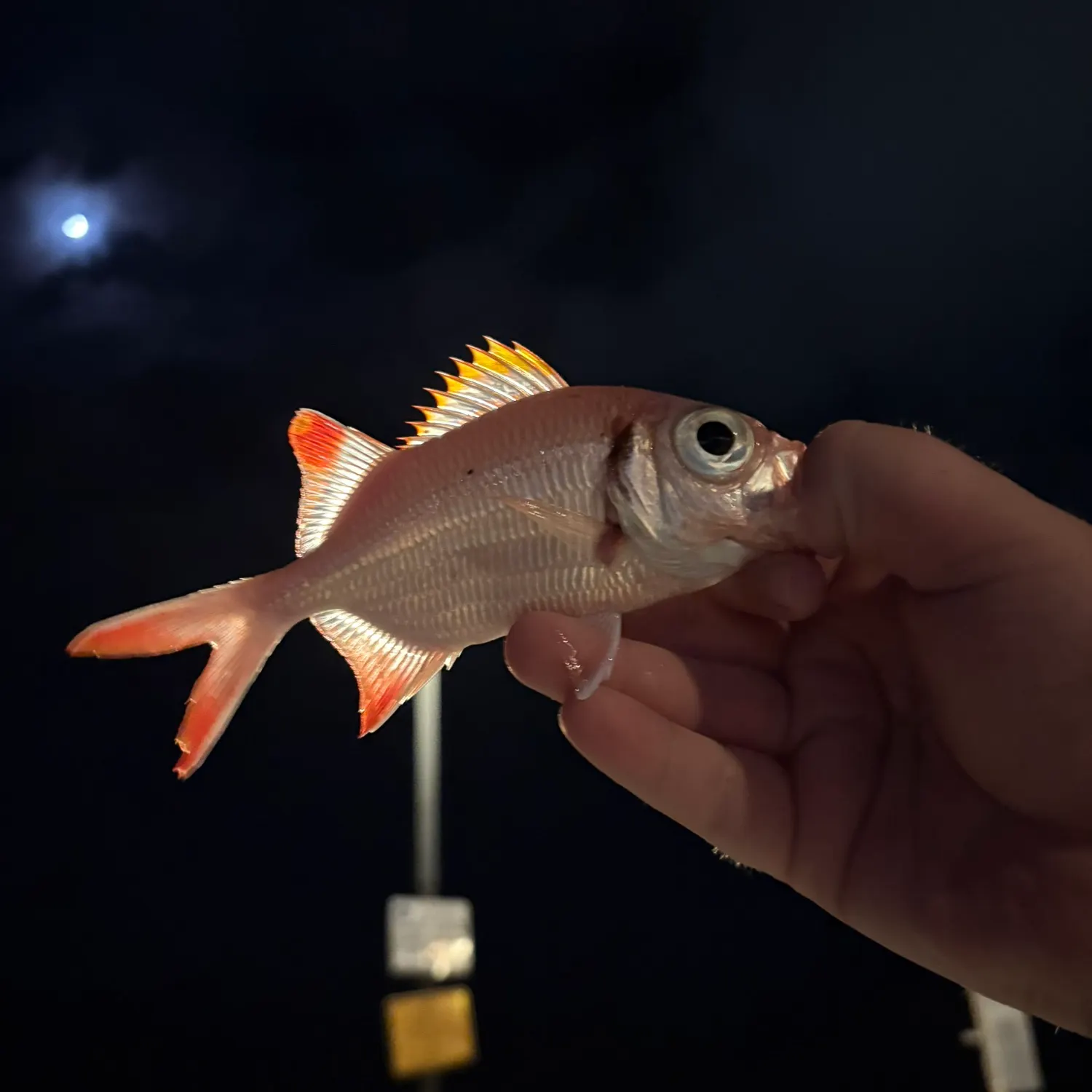 The most recent Blotcheye soldierfish catches on Fishbrain