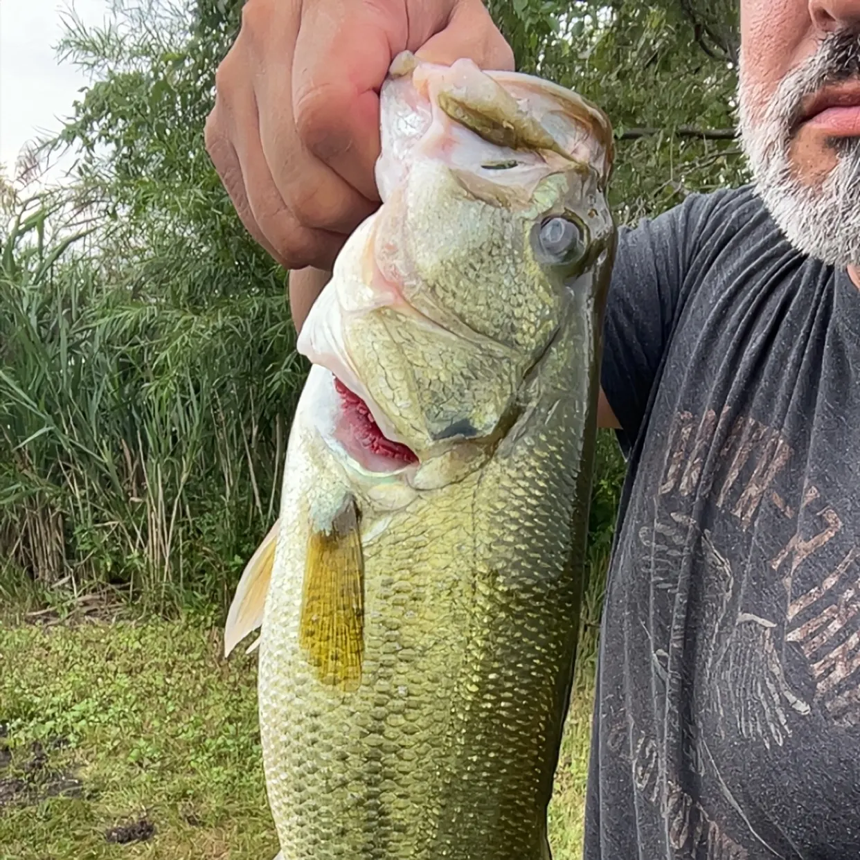 Largemouth bass caught on Fishbrain